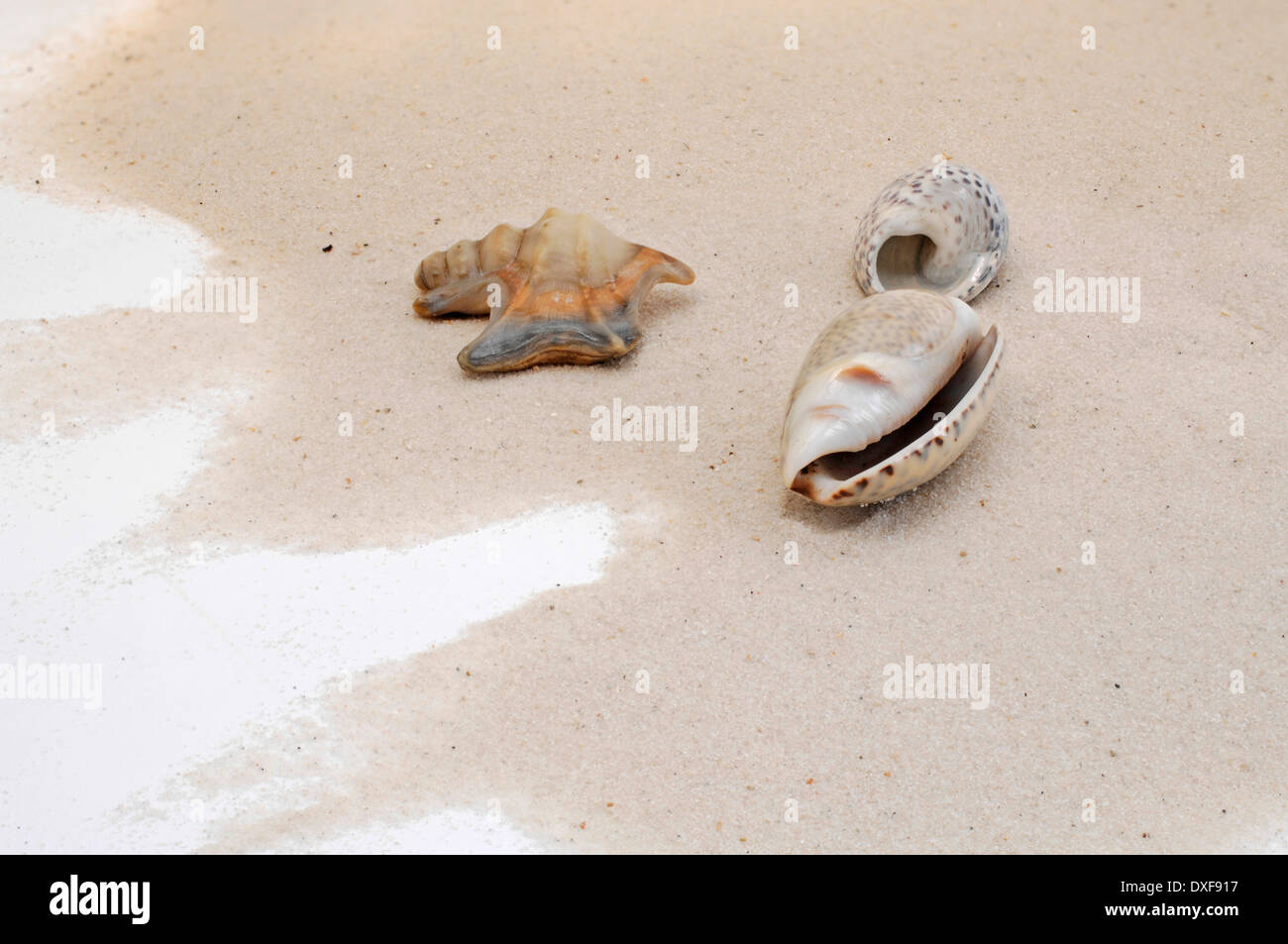 Shells on the sea beach Stock Photo