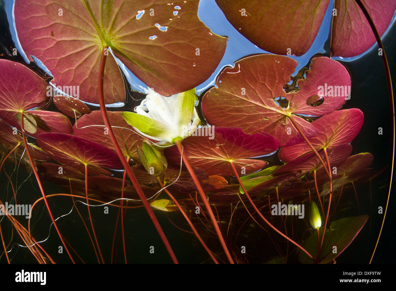 Water Lily, Nymphaea, Massachusetts, Cape Cod, USA Stock Photo