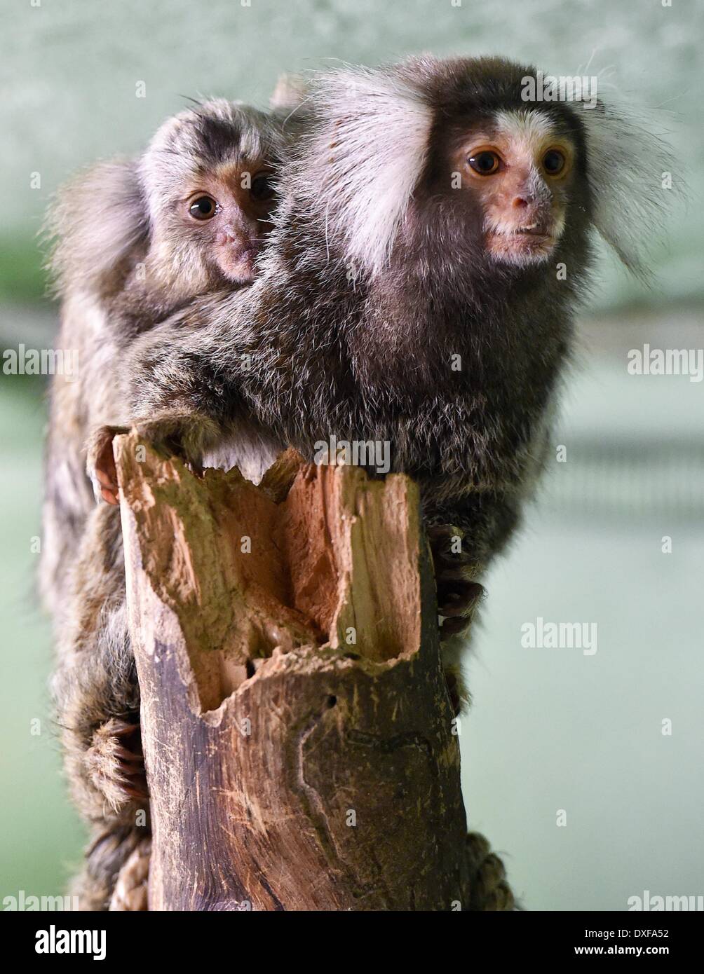 Callithrix common marmoset species hi-res stock photography and images ...