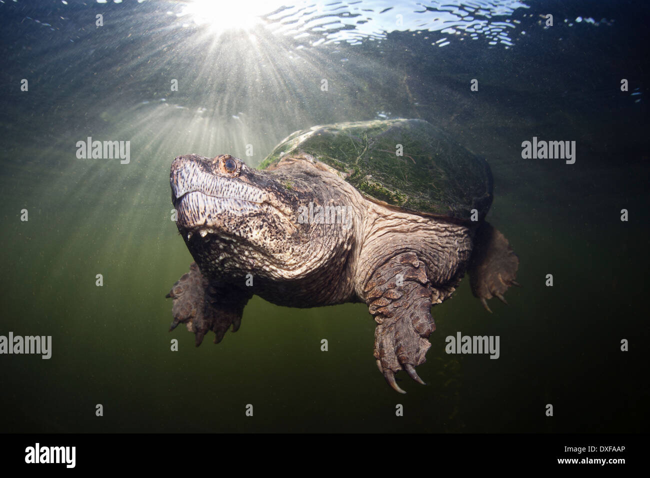 Common Snapping Turtle, Chelydra serpentina, Massachusetts, Cape Cod, USA Stock Photo