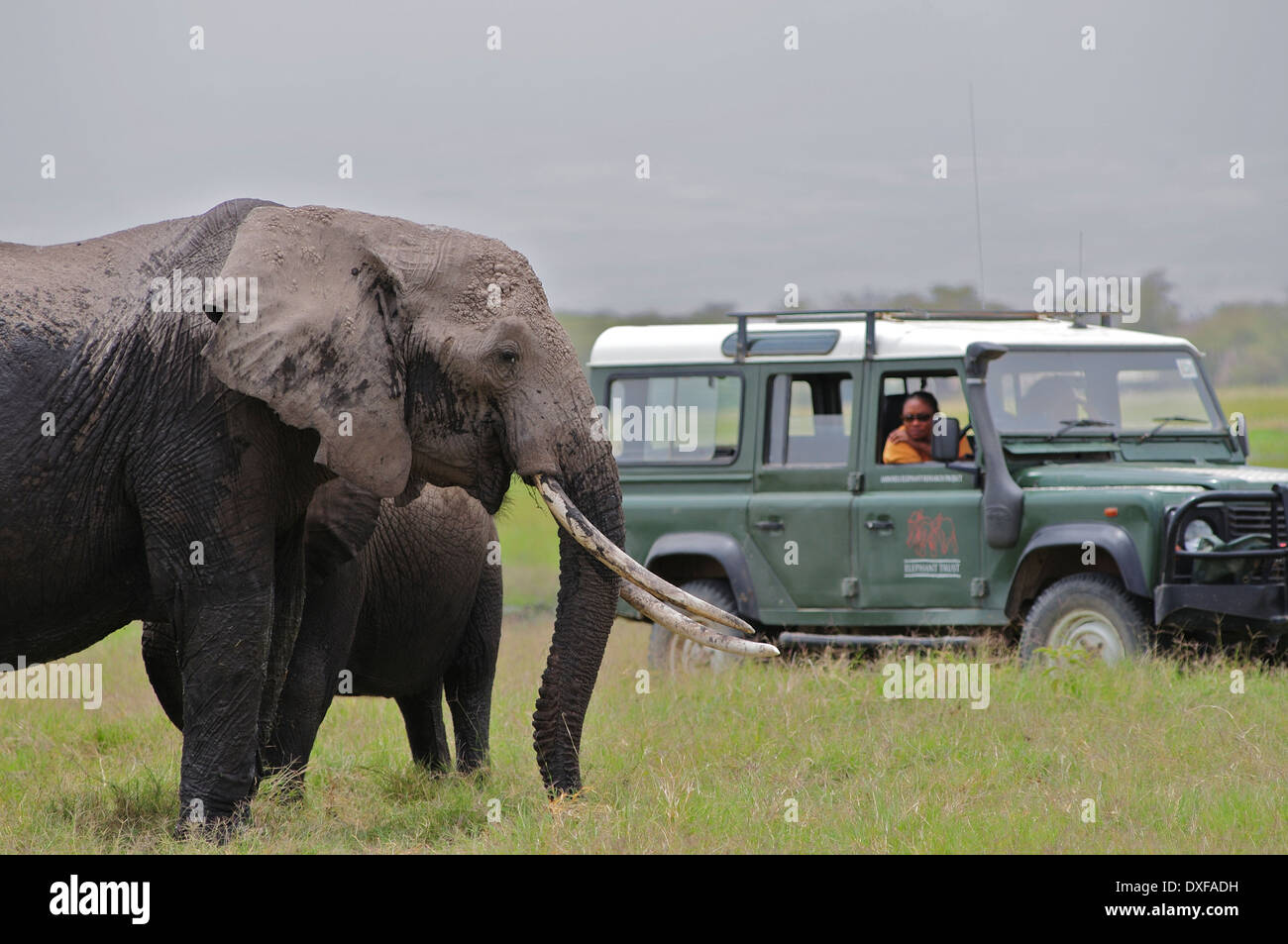 Famous African Elephant, Echo, with the women of Amboseli Trust For Elephants studying her behaviour. Amboseli Kenya Stock Photo