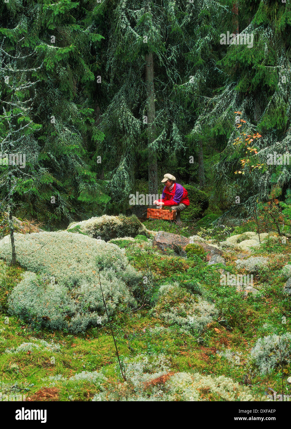 Woman picking mushrooms in Swedish forest in autumn Stock Photo