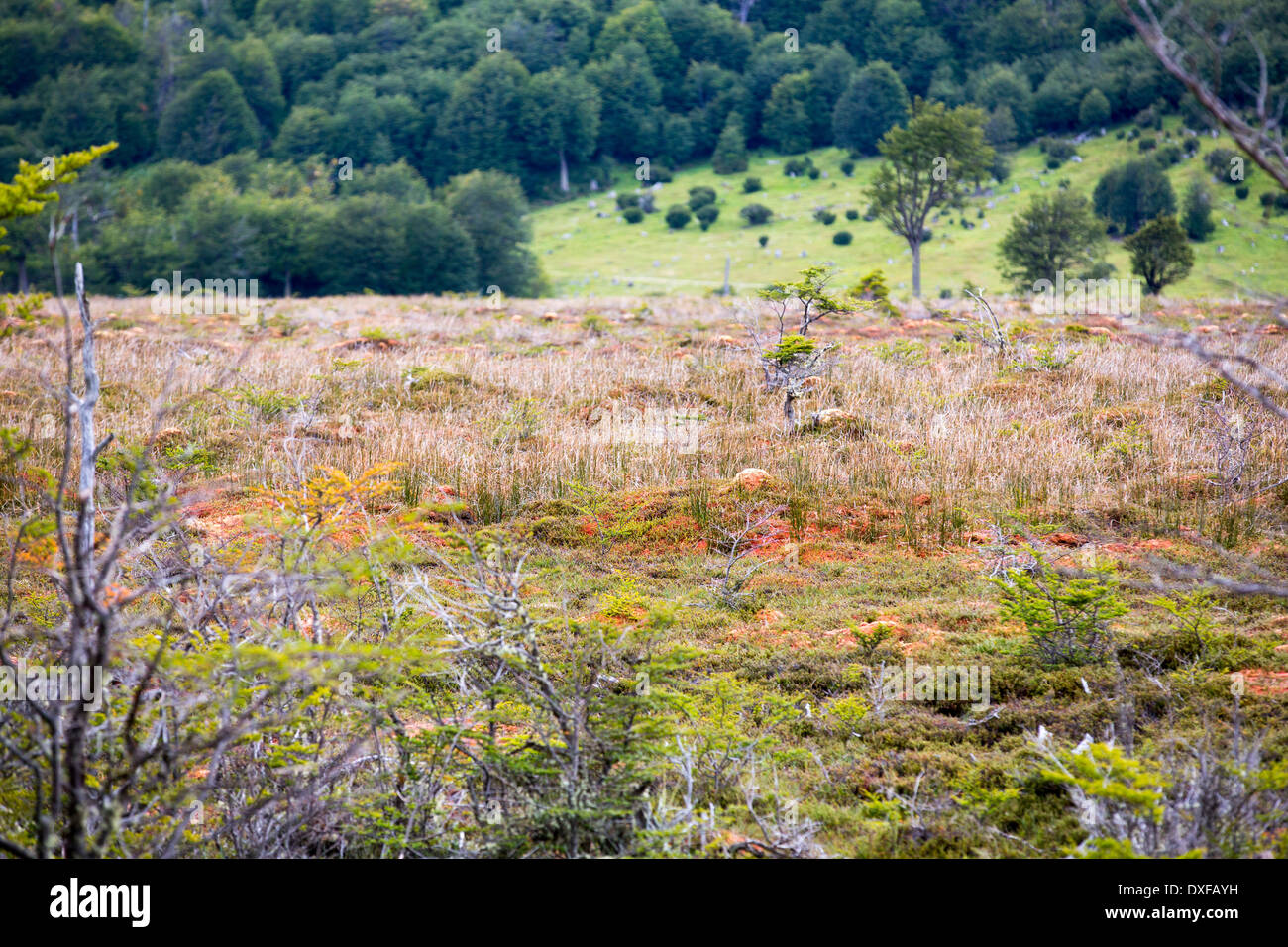 A raised bog in the Martial mountains above Ushuaia which is the capital of Tierra del Fuego, in Argentina. Stock Photo