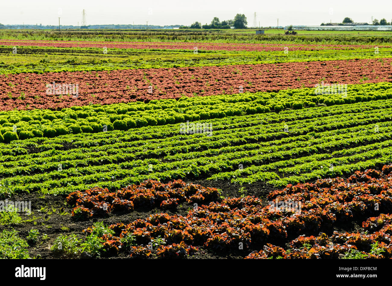 Salad crops growing in fields near Tarleton in West Lancashire Stock Photo