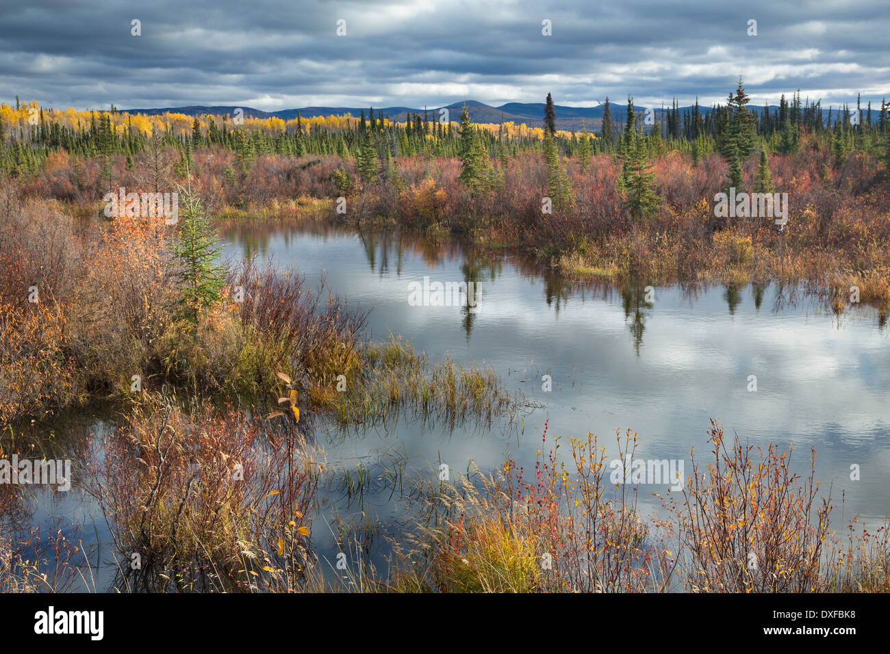 Autumn colours in the boreal forest on the Silver Trail near Mayo, Yukon Territories, Canada Stock Photo