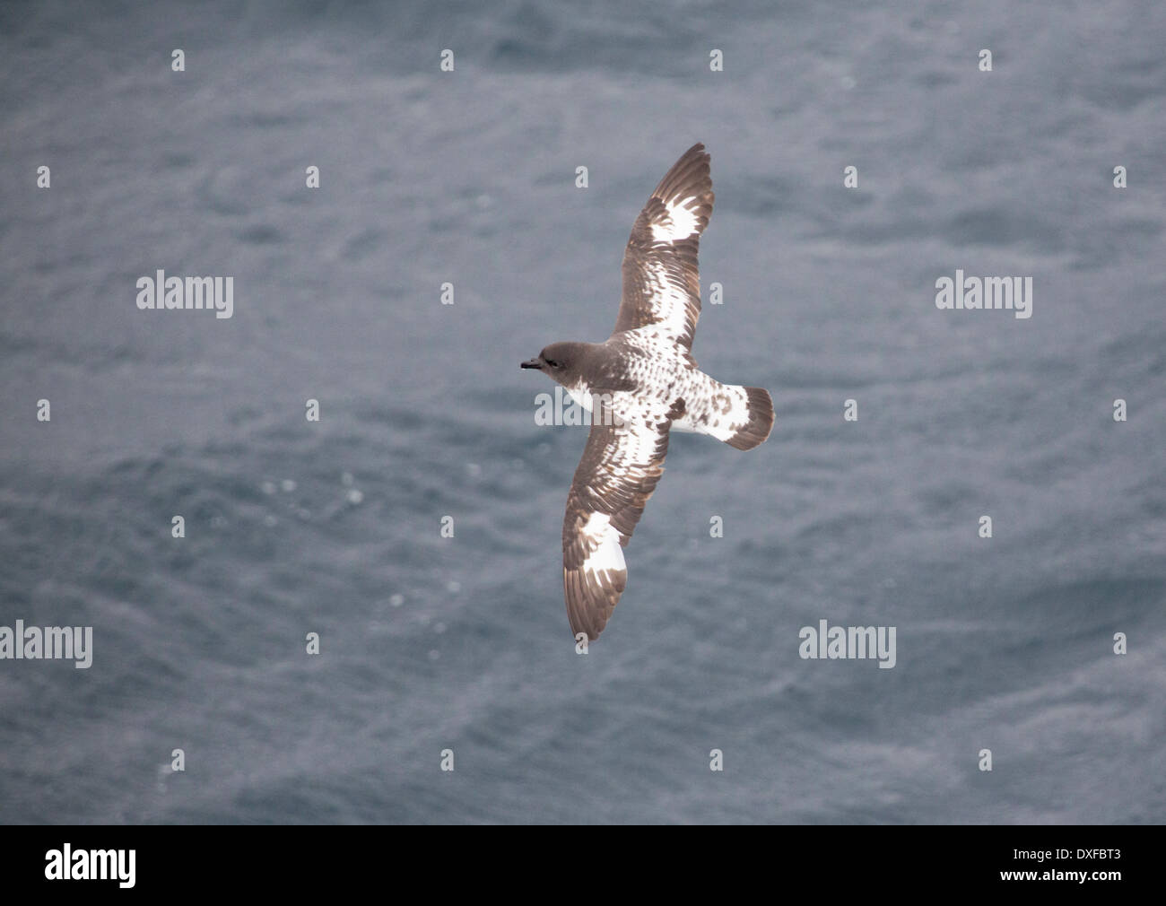 A Cape Petrel flying in the Drake Passage, Sub-Antarctica. Stock Photo