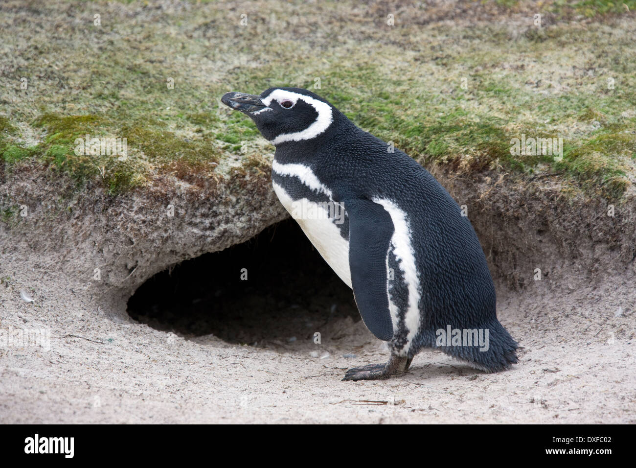 Magellanic Penguin at the entrance to its burrow (Spheniscus magellanicus) - Volunteer Point in the Falkland Islands Stock Photo