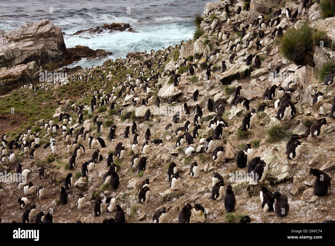 Rockhopper Penguin colony (Eudyptes Chrysocome) on Pebble Island in West Falkland in The Falkland Islands Stock Photo