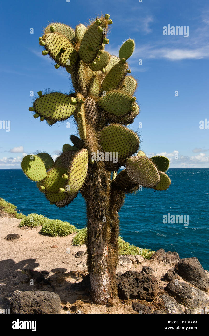 Giant Prickly Pear Cactus (Opuntia spp.) on South Plaza Island in the Galapagos, Ecuador. Stock Photo