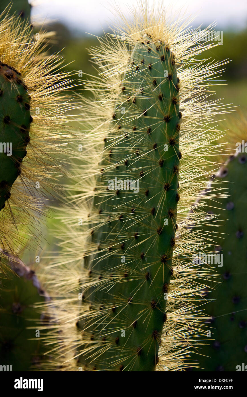 Prickly Pear Cactus (Opuntia spp.) Santiago Island in the Galapagos Islands, Ecuador. Stock Photo
