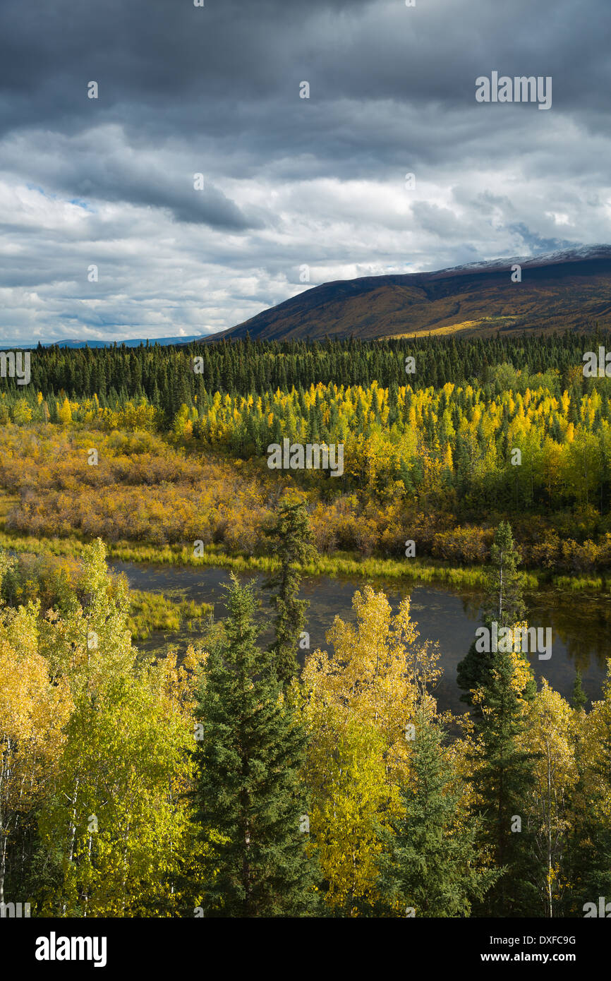 Autumn colours of the boreal forest in the Stewart River valley, Yukon Territories, Canada Stock Photo