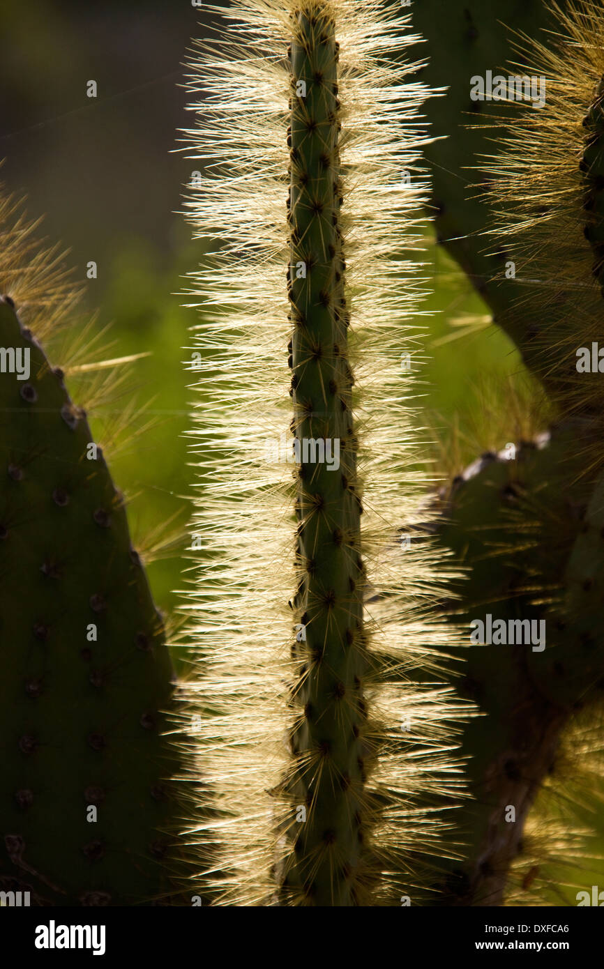 Prickly Pear Cactus (Opuntia spp.) on Santiago Island in the Galapagos Islands, Ecuador. Stock Photo