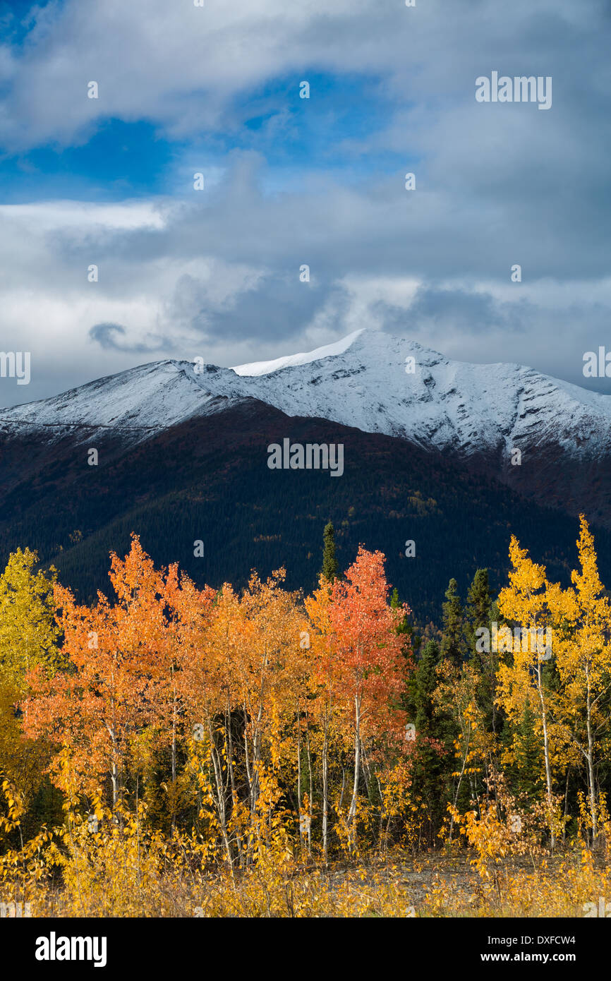 Autumn colours of the boreal forest in the Stewart River valley, Yukon Territories, Canada Stock Photo