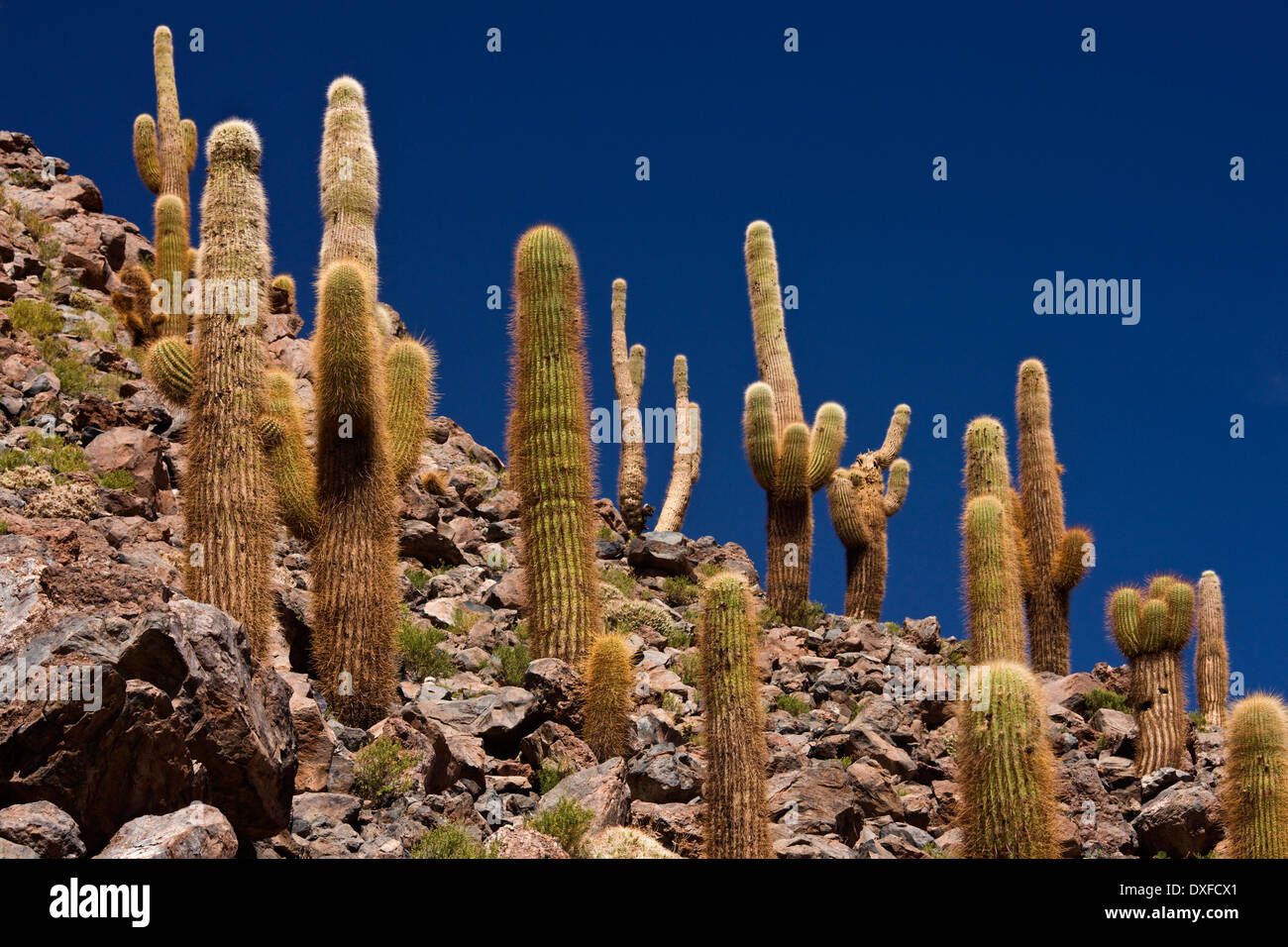Cardon Grande Cactus growing in Cactus Canyon near San Pedro de Atacama in the Atacama Desert in Northern Chile Stock Photo