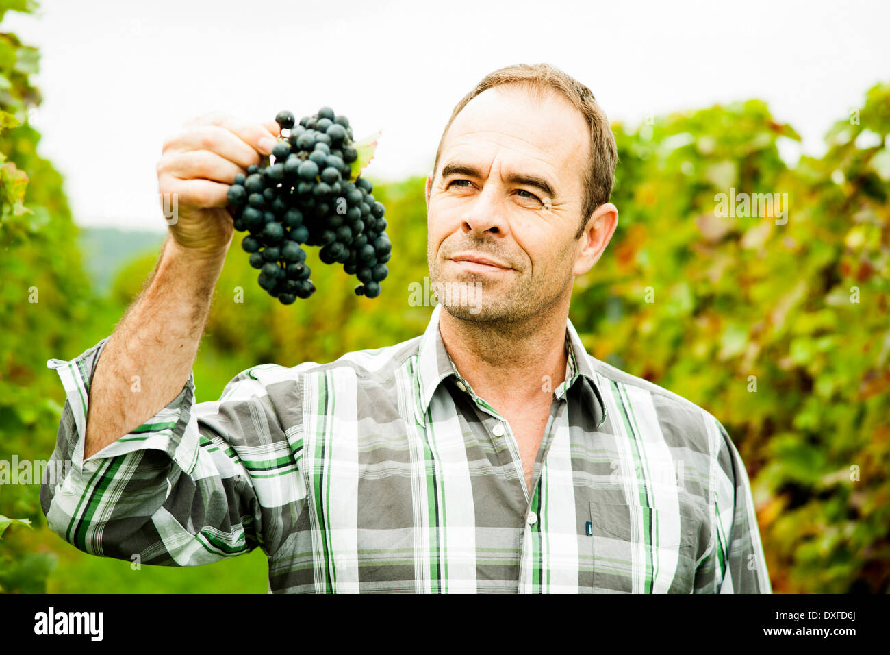 Grape inspection hires stock photography and images Alamy