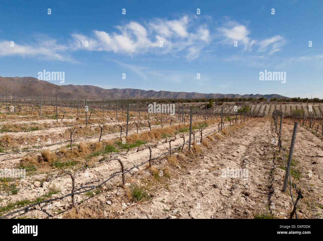 Grapevines growing in the Perfer vineyard, producing spanish wine, Almeria, Andalusia, Spain Europe Stock Photo