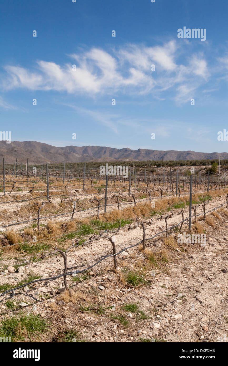 Grape vines growing in the Perfer vineyard, producing spanish wine, Almeria, Andalusia, Spain Europe Stock Photo