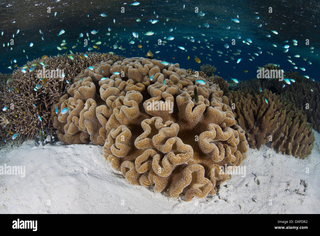 Leather Soft Corals in Lagoon, Sarcophyton sp., Melanesia, Pacific Ocean, Solomon Islands Stock Photo
