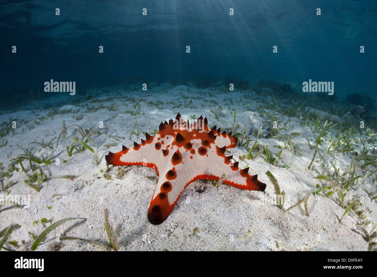 Seastar in Lagoon, Protoreaster nodosus, Melanesia, Pacific Ocean, Solomon Islands Stock Photo