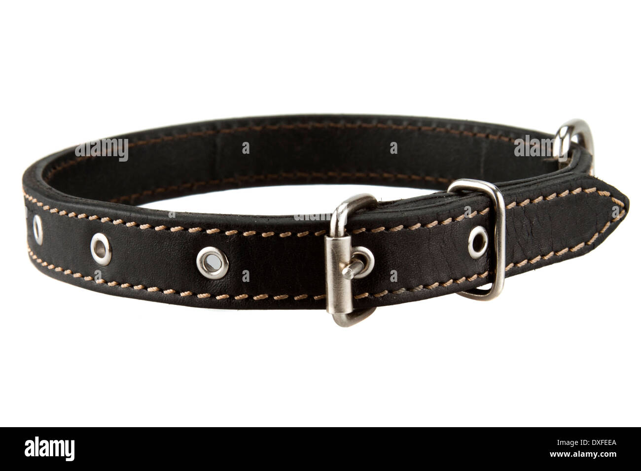 Dog collar hires stock photography and images Alamy