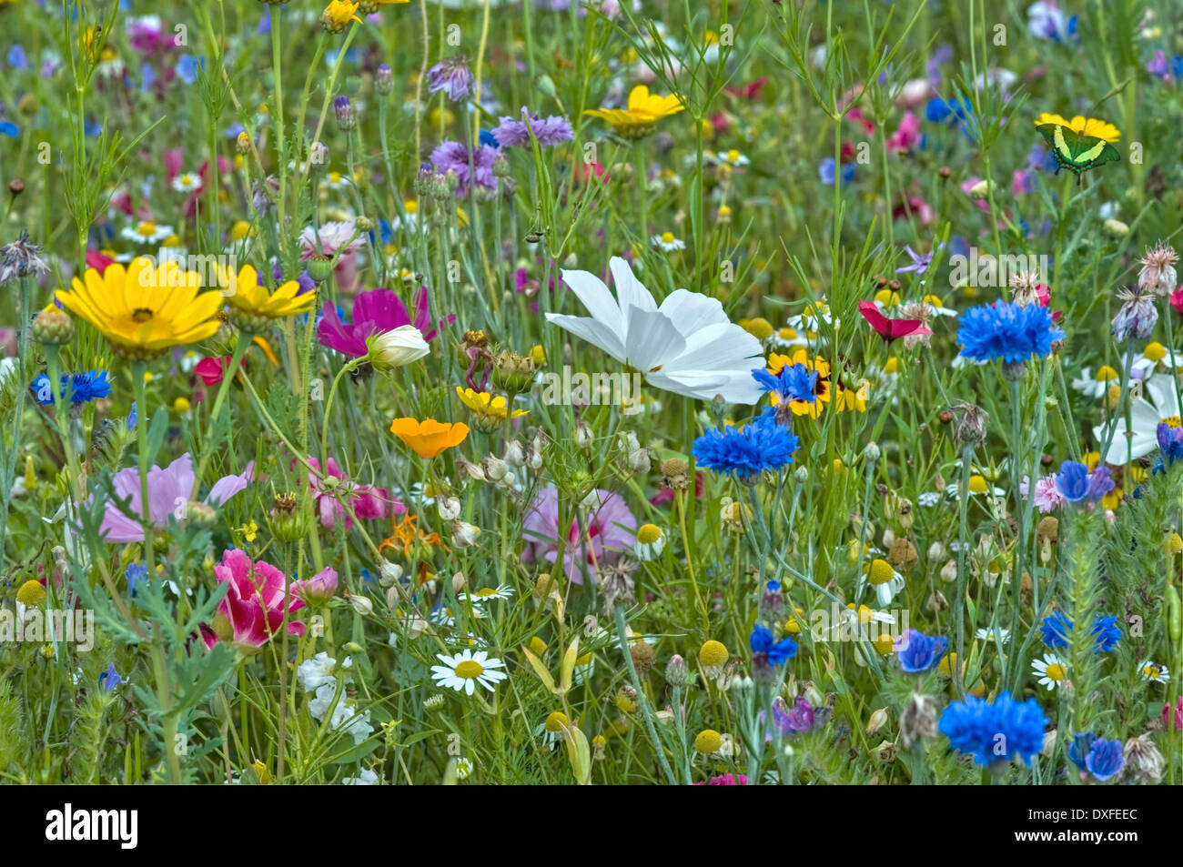 colorful flower meadow Stock Photo