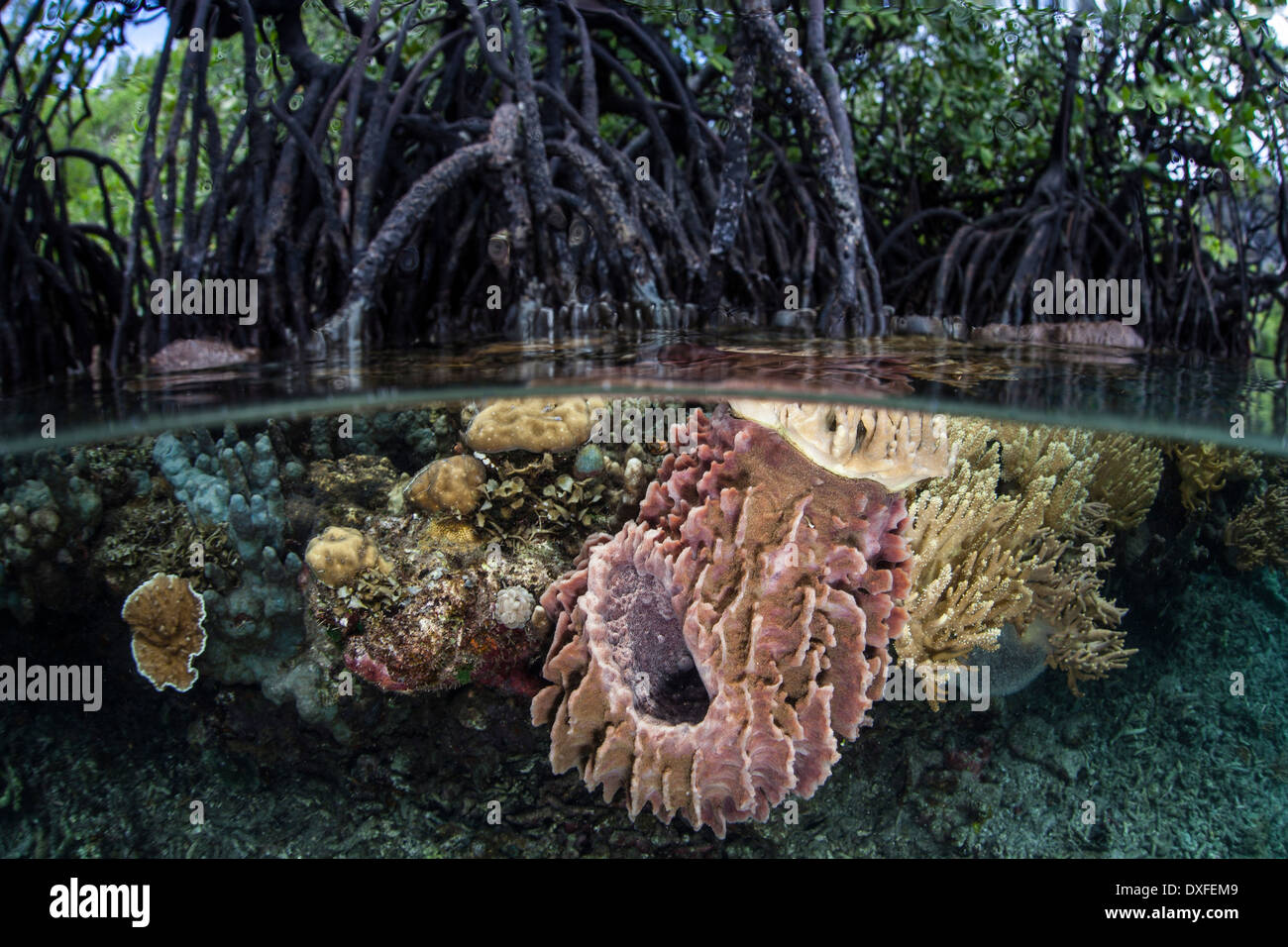 Barrel Sponge growing in Mangroves, Xestospongia testudinaria, Raja