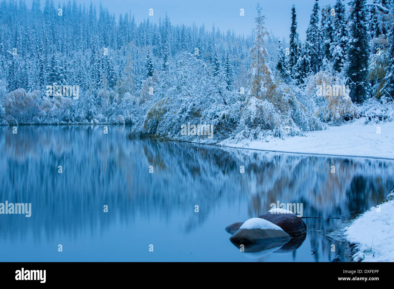 Early snow and autumn colours at Five Mile Lake, on the Silver Trail nr Mayo, Yukon Territories, Canada Stock Photo