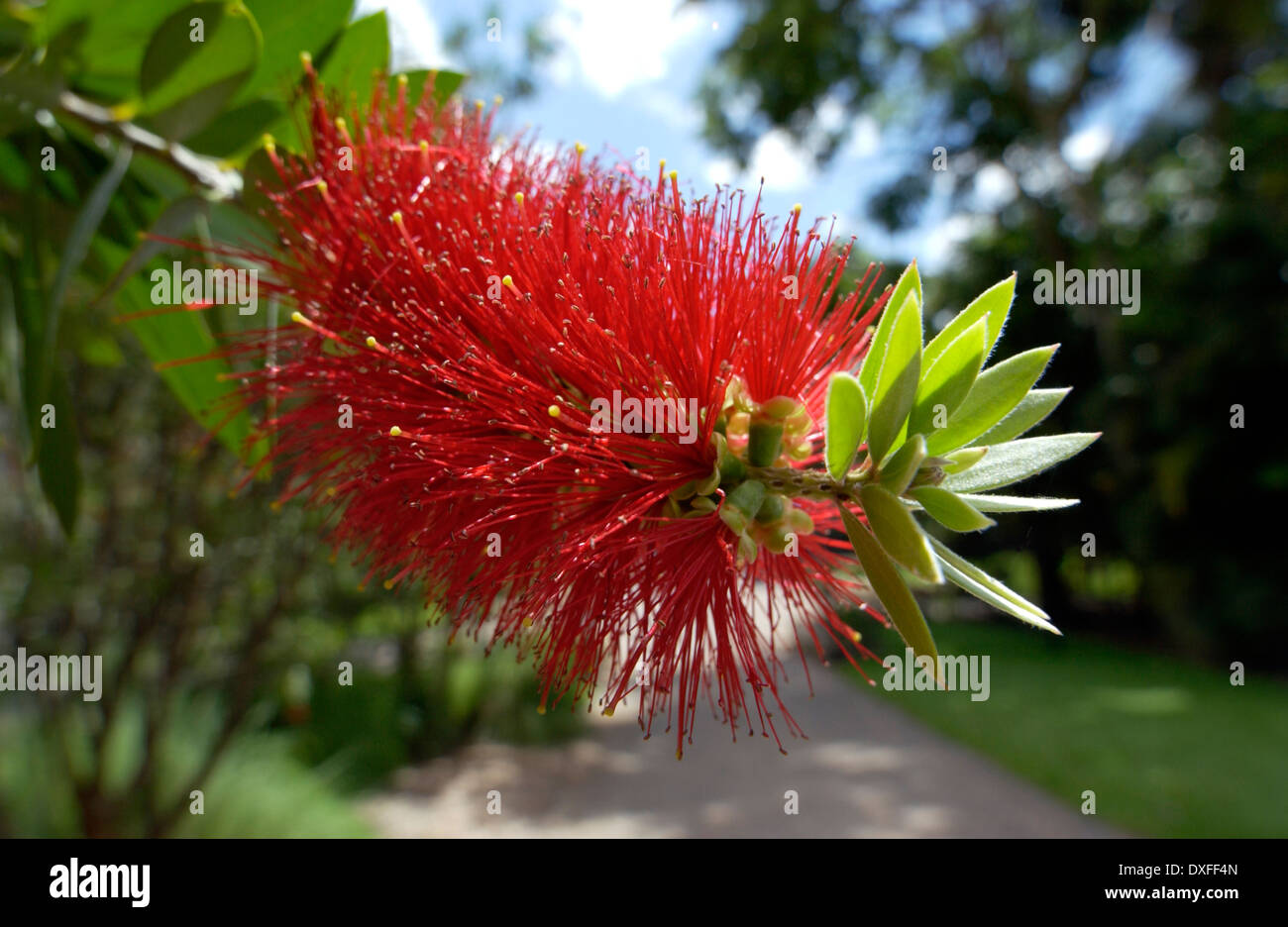 Bottlebrush plants, (Callistemon citrinus) Stock Photo