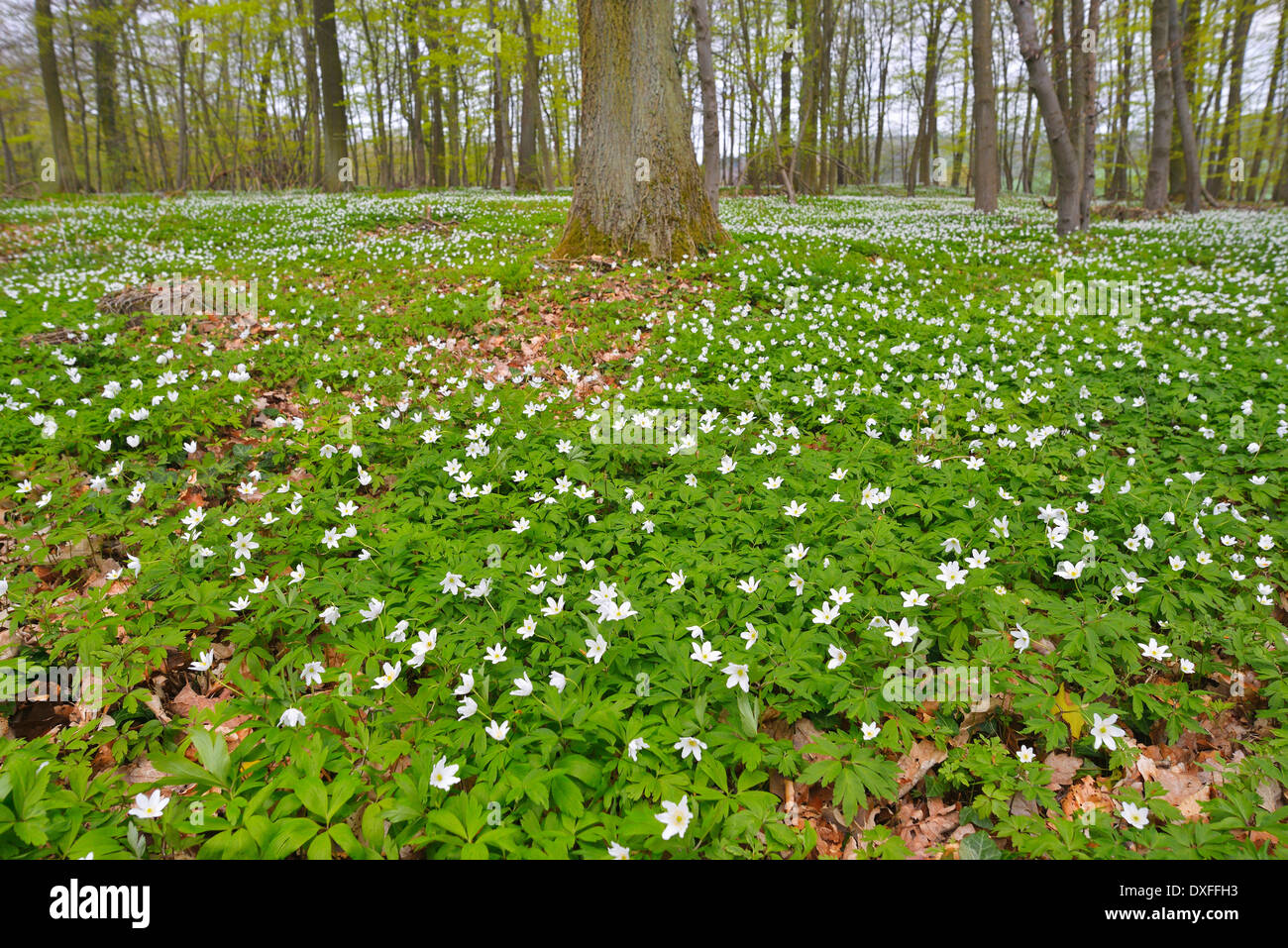 Windflowers in Spring Forest, Knuellwald, Homberg Efze, Knullgebirge, Hesse, Germany Stock Photo
