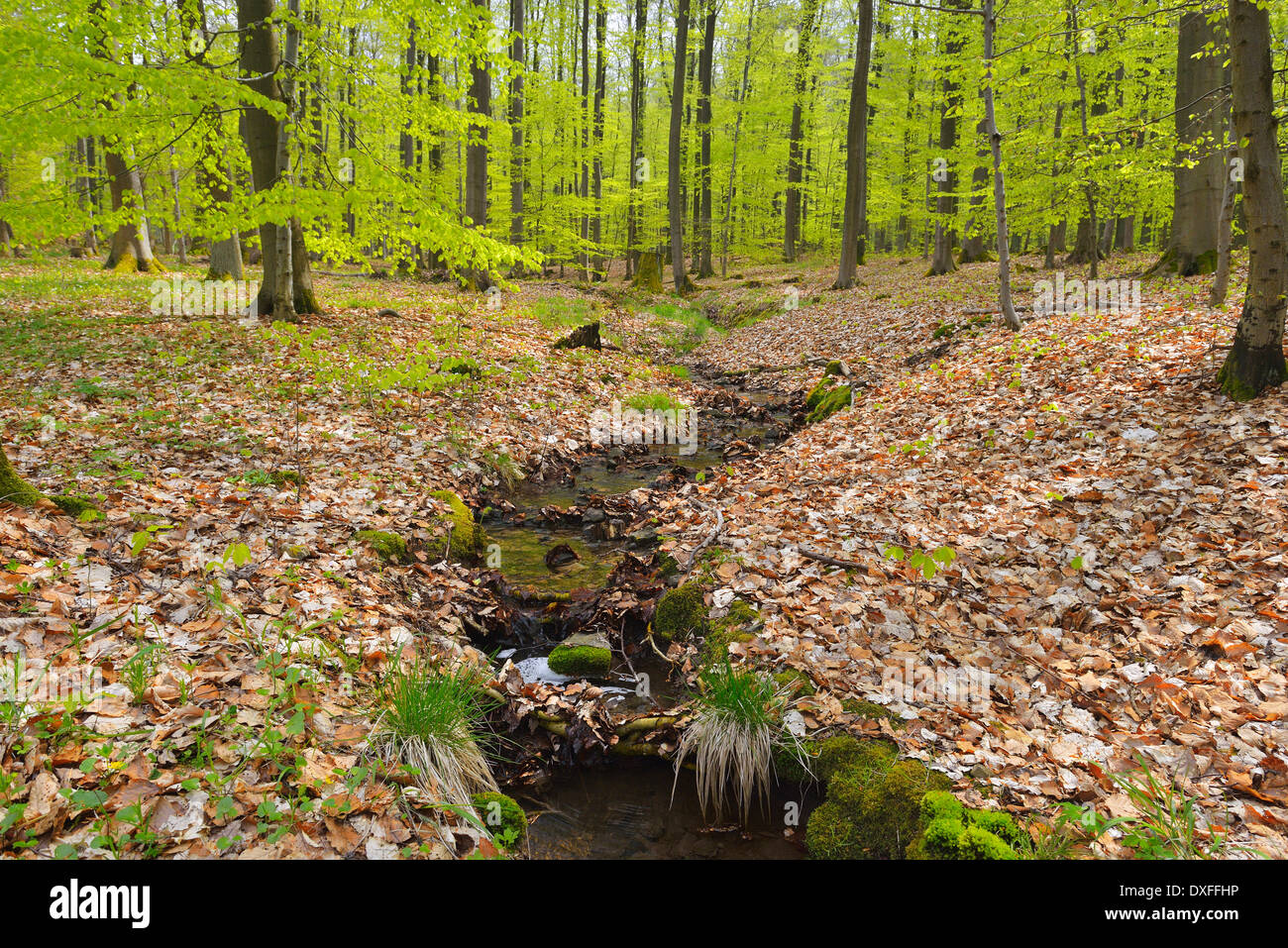 Brook in Spring Forest, Knullwald, Homberg Efze, Knullgebirge, Hesse, Germany Stock Photo