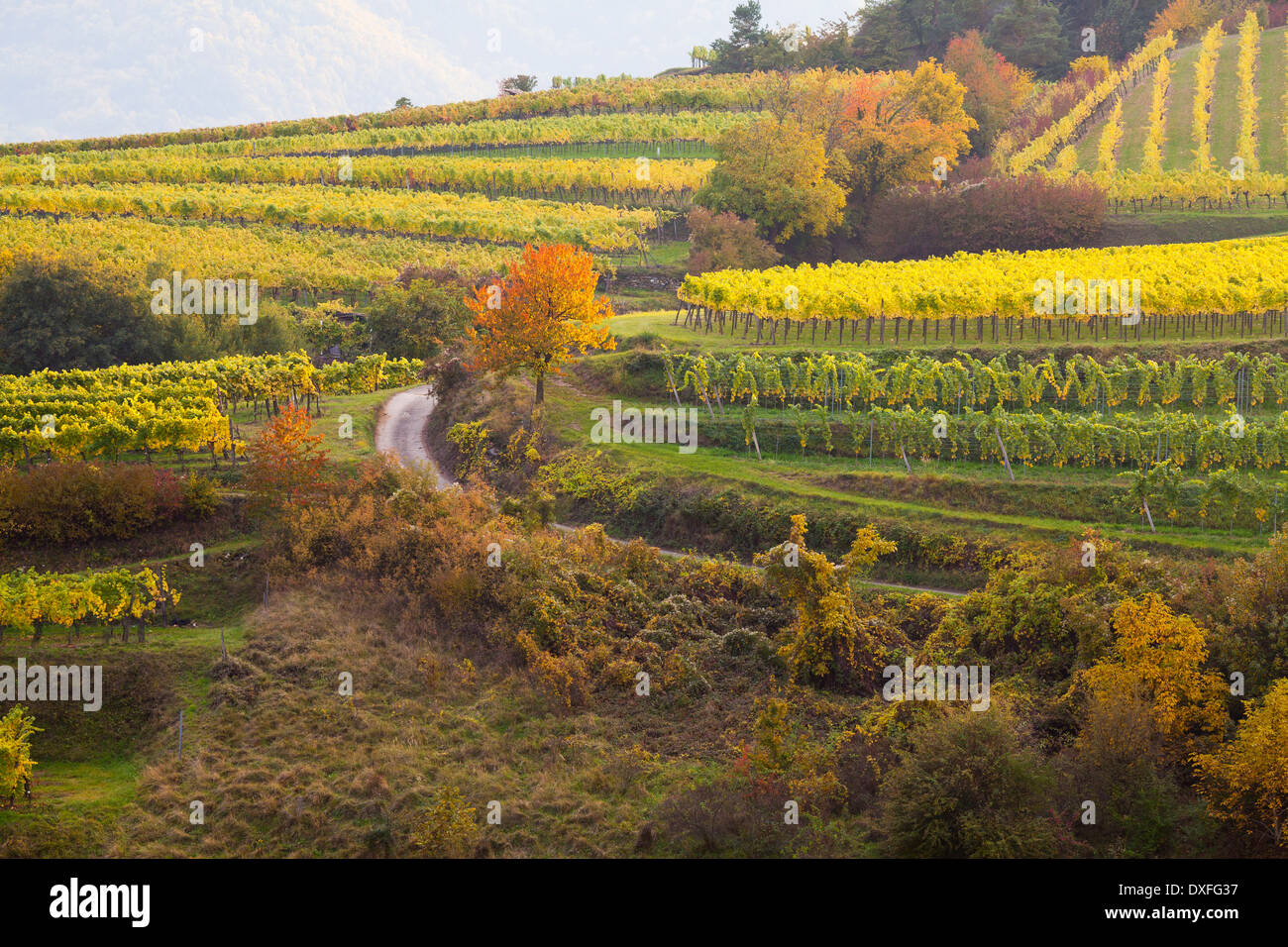 Vineyards along the Danube River, Wachau, Austria Stock Photo