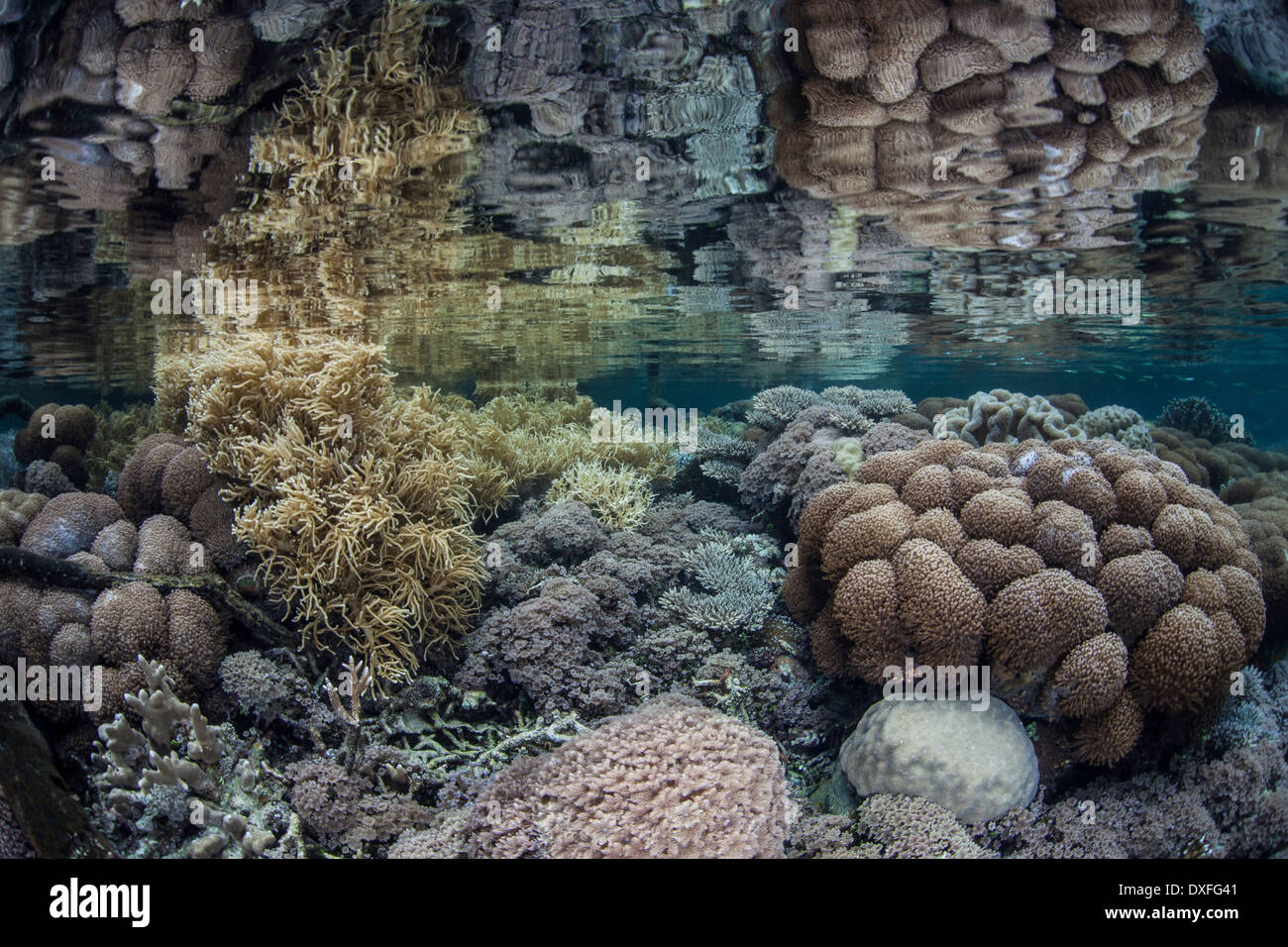 Corals buliding Reef Top, Acropora sp., Raja Ampat, West Papua ...