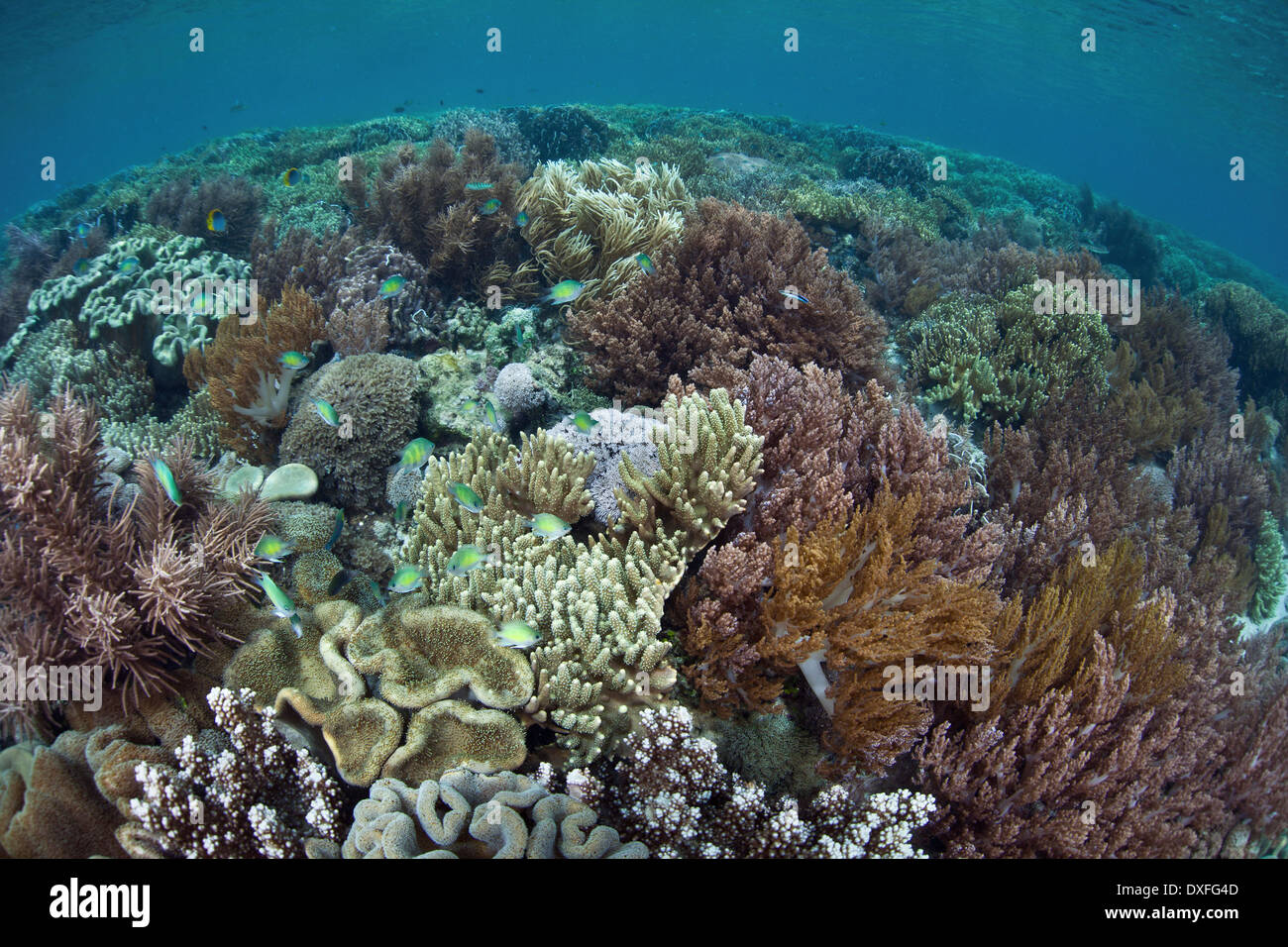 Corals buliding Reef Top, Acropora sp., Raja Ampat, West Papua ...