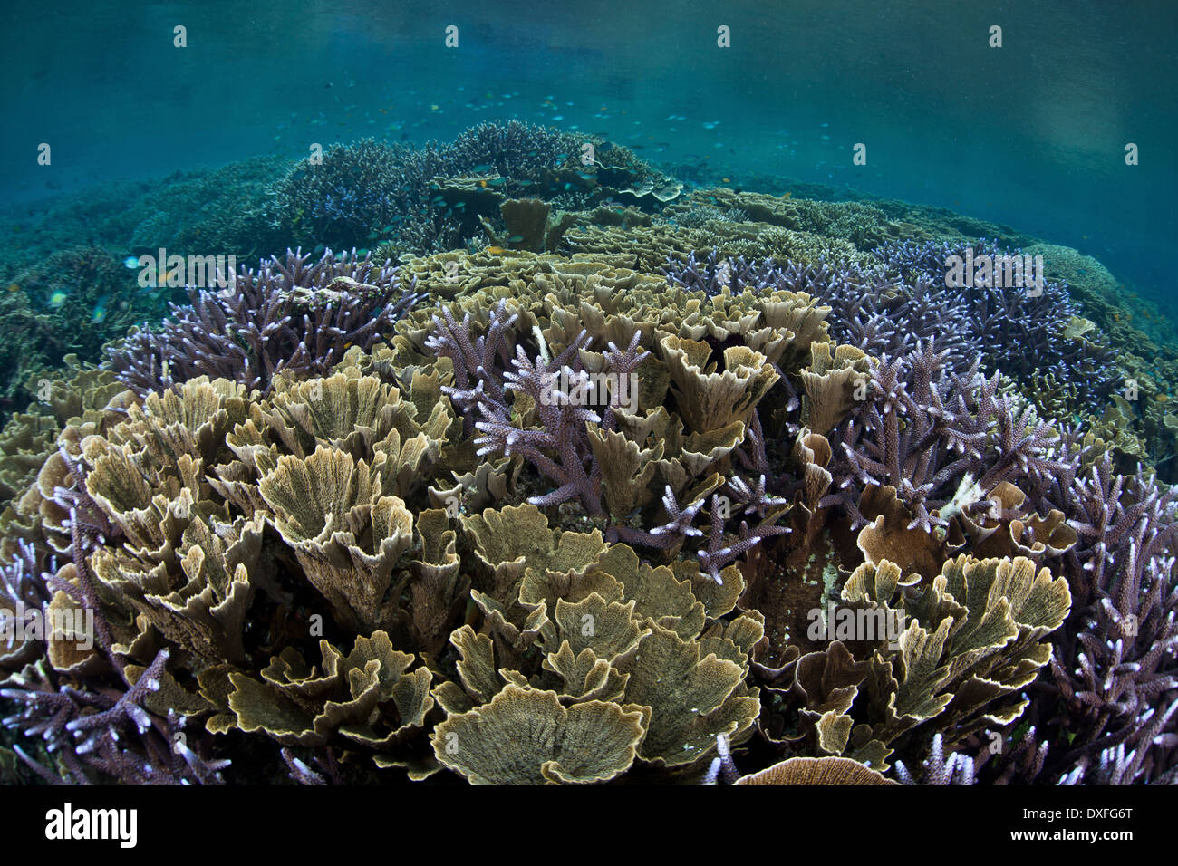 Healthy Coral Reef, Acropora sp., Raja Ampat, West Papua, Indonesia ...