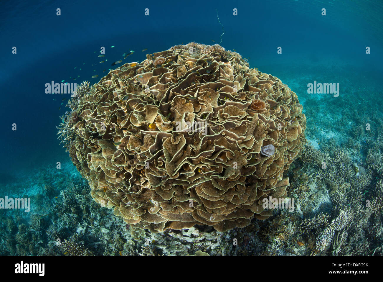 Large Lettuce coral, Turbinaria sp., Raja Ampat, West Papua, Indonesia Stock Photo