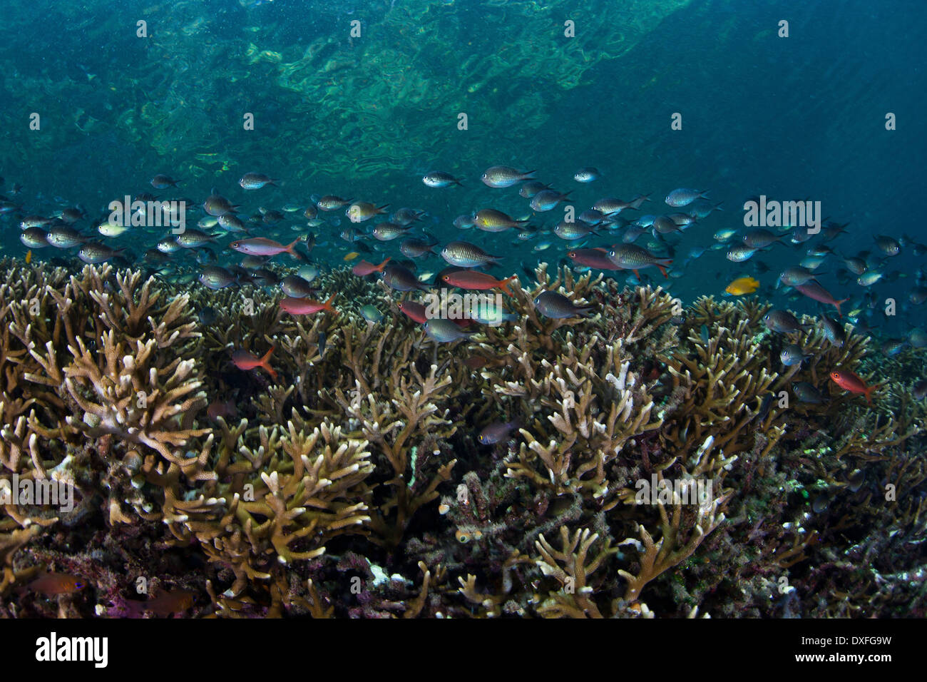 Corals buliding Reef Top, Acropora sp., Raja Ampat, West Papua, Indonesia Stock Photo