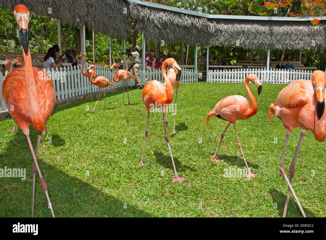 Marching Flamingo show in Ardastra Botanical Gardens in Nassau Stock