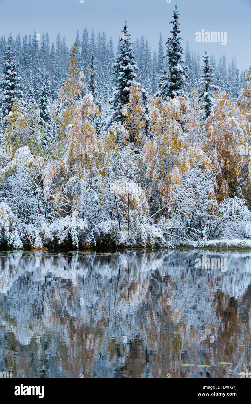 Autumn colours and the first snowfall at Five Mile Lake. Silver Trail, Yukon Territories, Canada Stock Photo