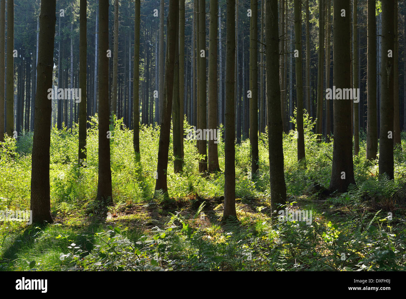 Coniferous Forest in Spring, Kefenrod, Hesse, Germany Stock Photo