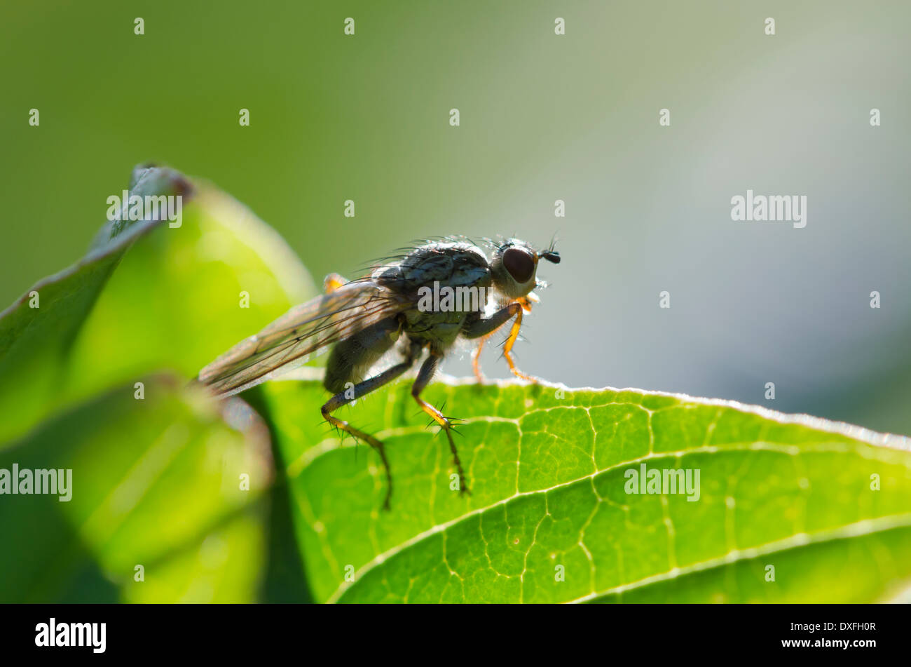 A little fly astride a leaf. Shot as a profile in the sun Stock Photo