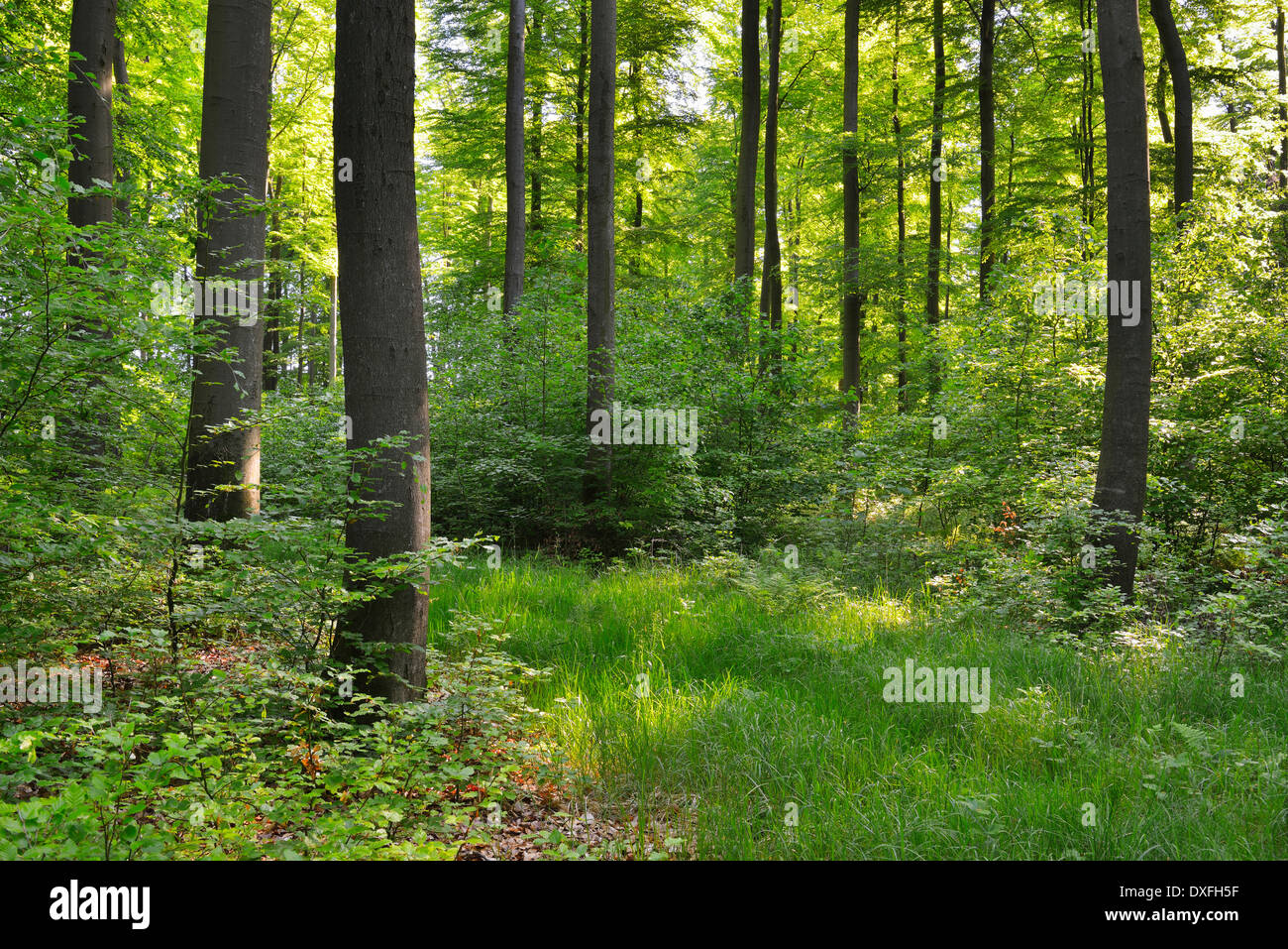 Deciduous Forest in Spring, Kefenrod, Hesse, Germany Stock Photo