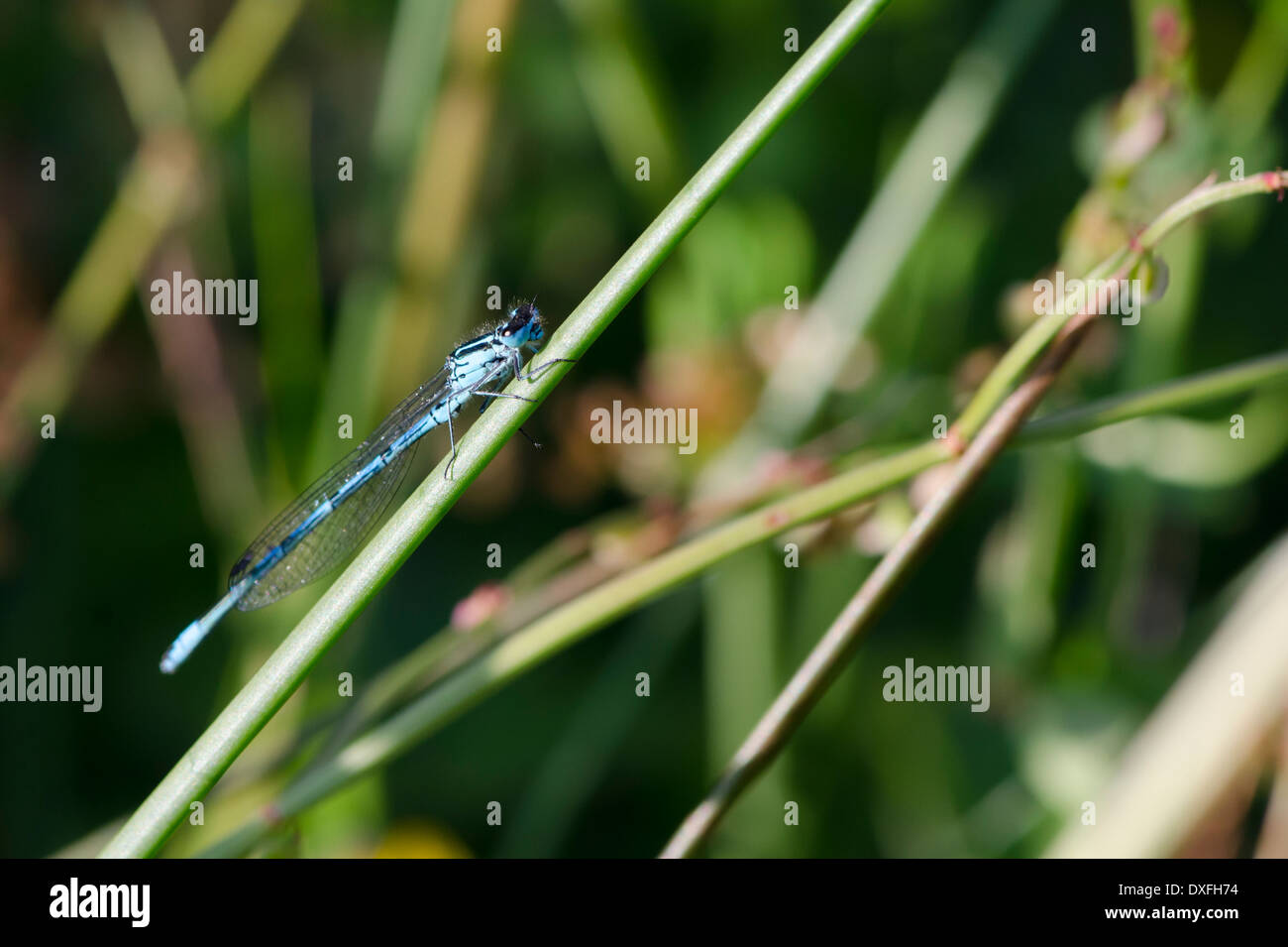 A blue damselfly on a grass stalk in a sunny Cumbrian Meadow Stock ...