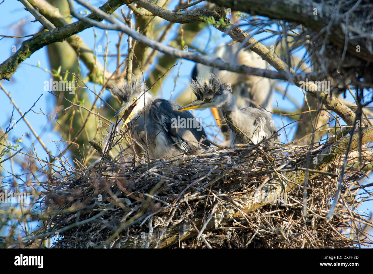 Junge Graureiher im Nest. Grey Heron chicks in their nest. Stock Photo