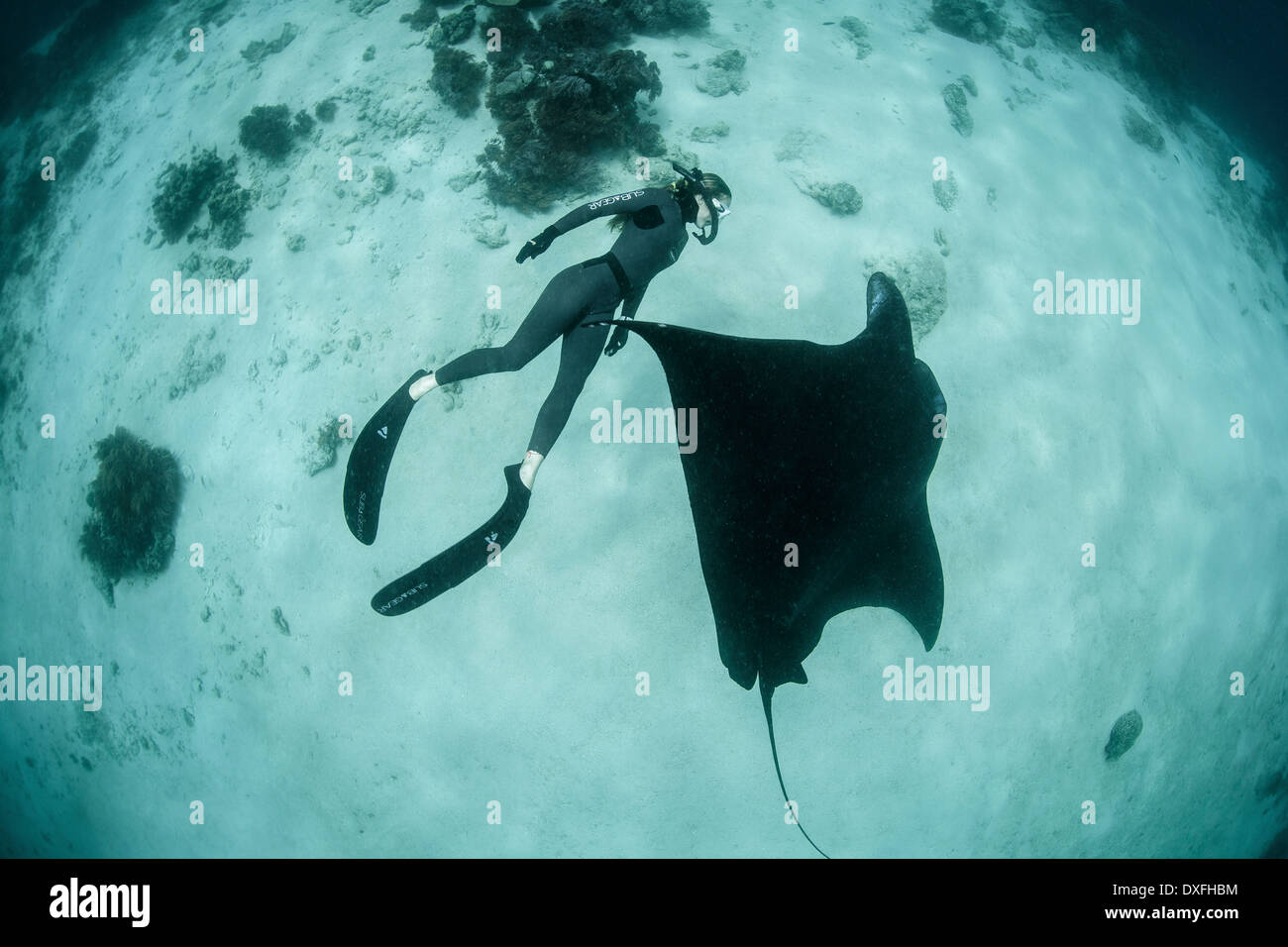 Manta Ray and Free Diver, Manta alfredi, Raja Ampat, West Papua, Indonesia Stock Photo