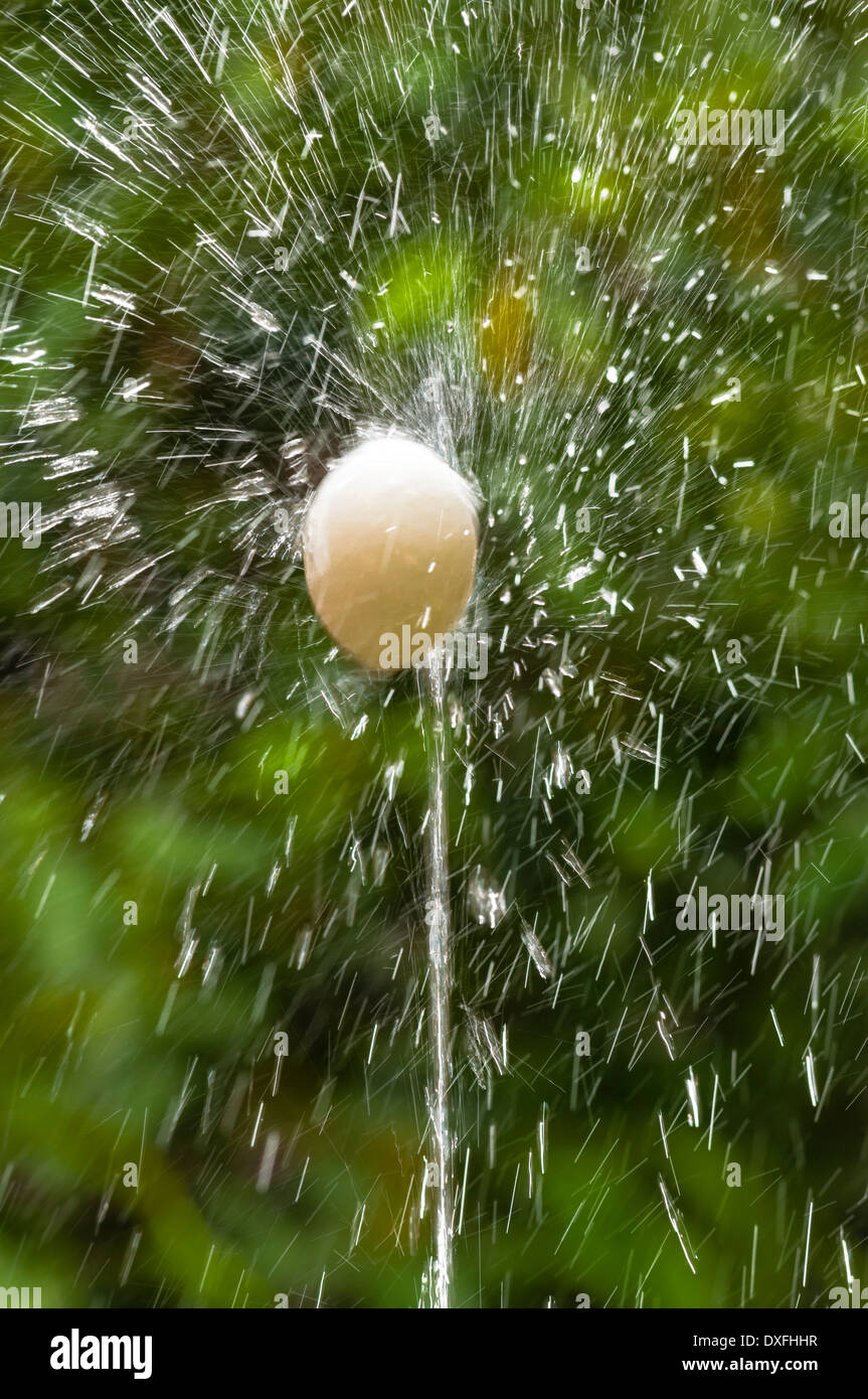 The egg as it dances, L'ou com balla, Corpus Christi Celebration, Celebración del Corpus Christi, Barcelona, Catalonia, Spain Stock Photo