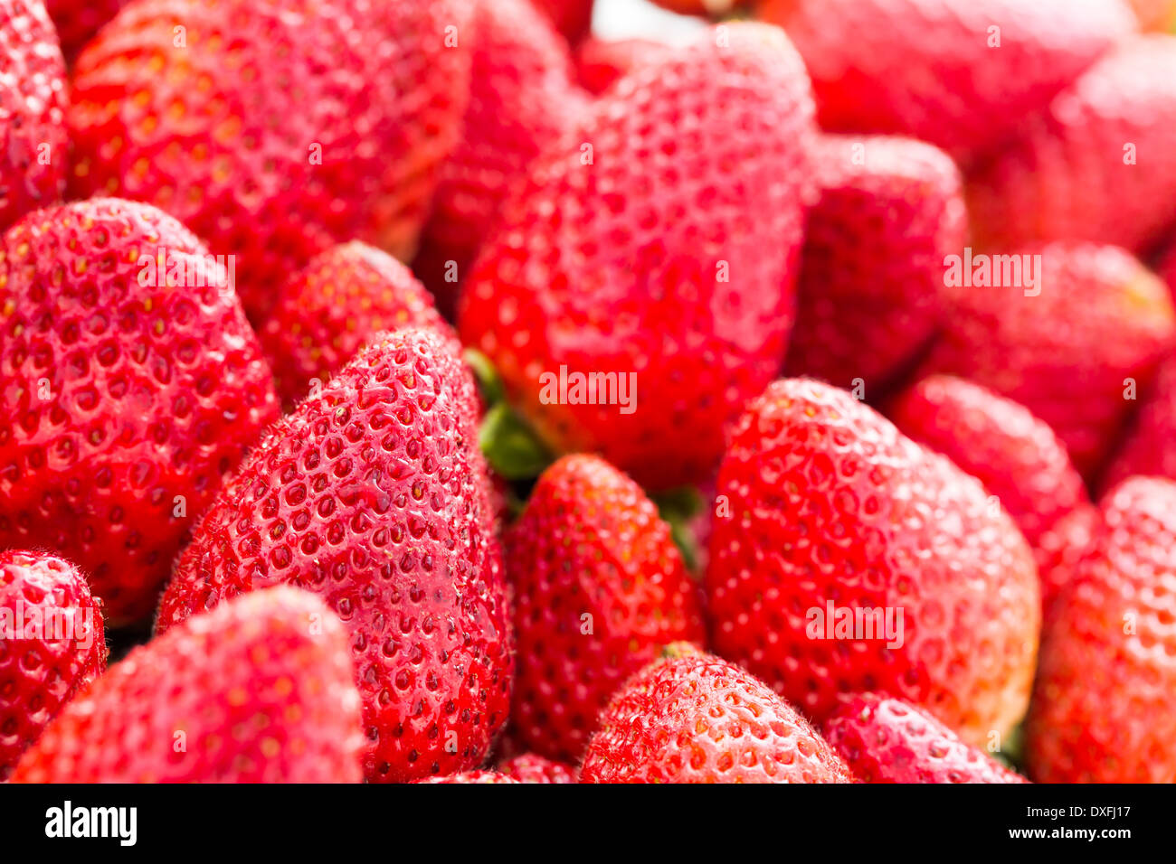 Fresh strawberries from local organic garden Stock Photo - Alamy