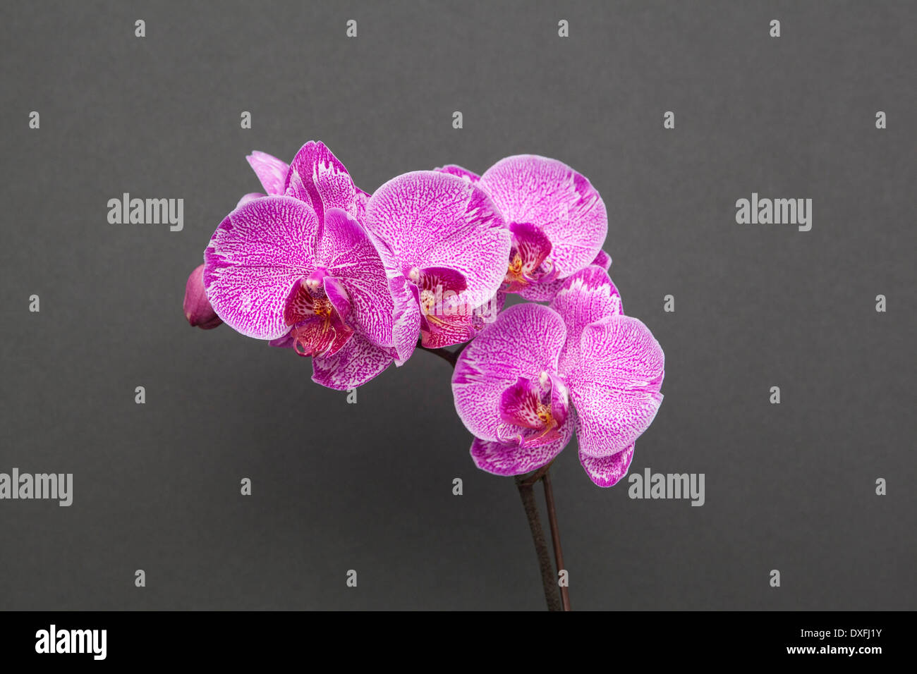 Orchid flowers Stock Photo