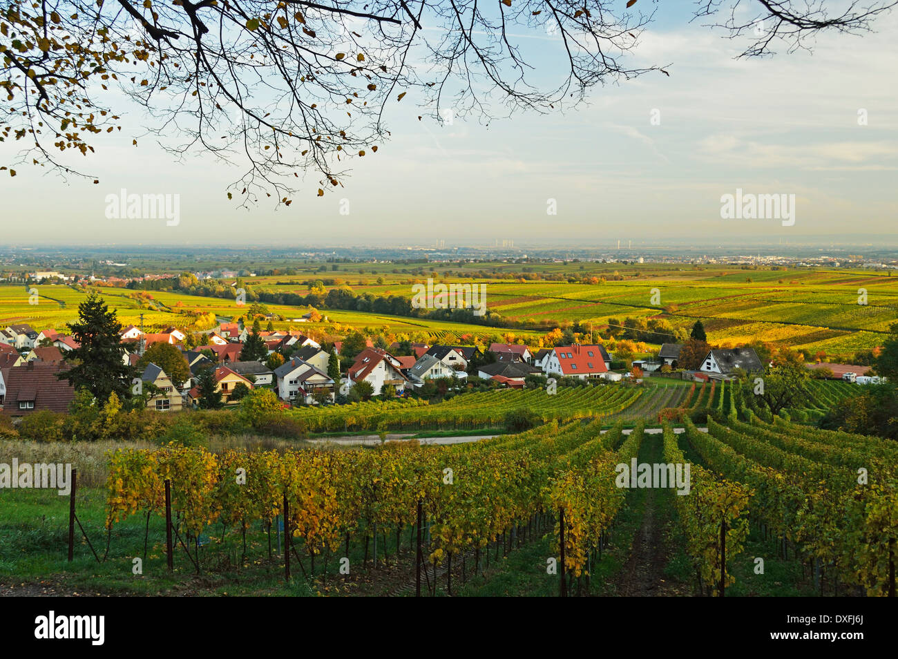 Vineyard Landscape, near Burrweiler, German Wine Route, Rhineland-Palatinate, Germany Stock Photo