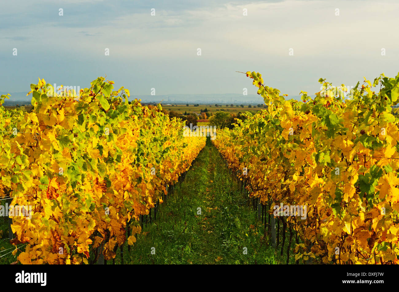 Vineyard Landscape, near Bad Duerkheim, German Wine Route, Rhineland-Palatinate, Germany Stock Photo