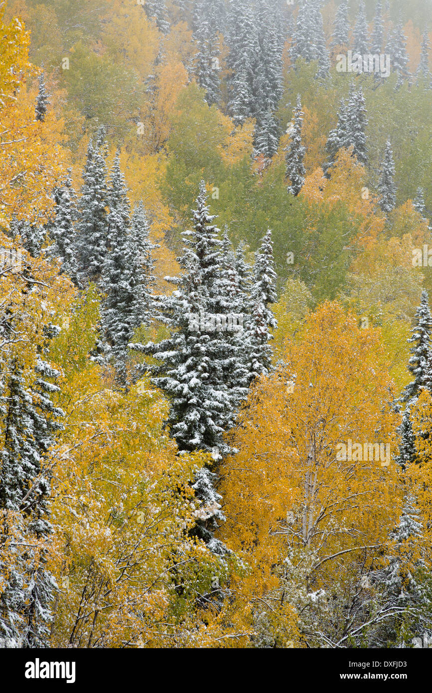 Early snow and autumn colours on the Silver Trail nr Mayo, Yukon Territories, Canada Stock Photo